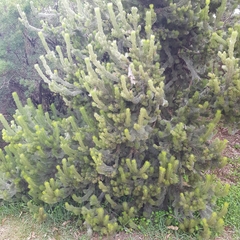 Adenanthos sericeus