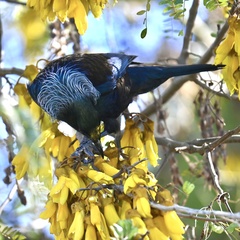 Prosthemadera novaeseelandiae novaeseelandiae
