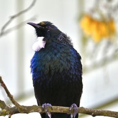 Prosthemadera novaeseelandiae novaeseelandiae