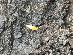 Atelurinae