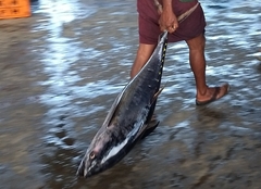 Thunnus obesus