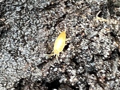 Atelurinae