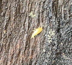 Atelurinae
