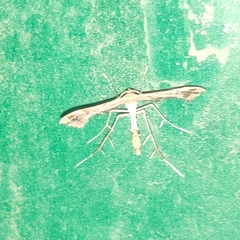Pterophoroidea