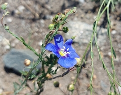 Linum perenne