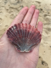 Pecten fumatus