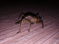 Nesoecia