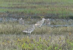 Numenius madagascariensis
