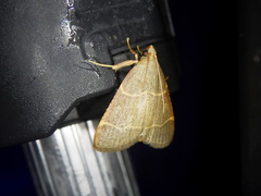 Hypsopygia glaucinalis