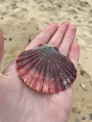 Pecten fumatus