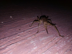Nesoecia