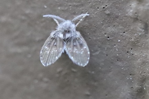 Drain fly