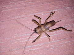 Nesoecia