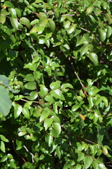 Berberis gracilis