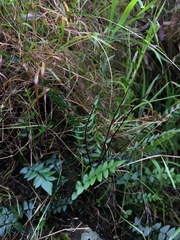 Pellaea calidirupium