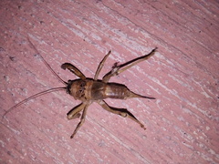 Nesoecia