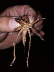 Nesoecia