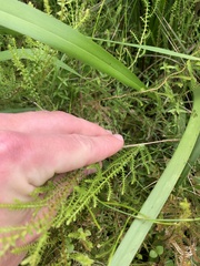 Selaginella uliginosa