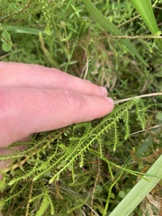 Selaginella uliginosa