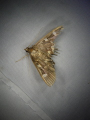 Herpetogramma luctuosalis