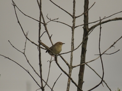 Cisticola aberrans
