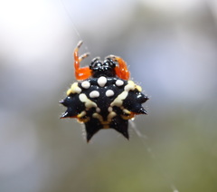 Austracantha minax
