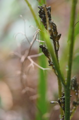 Dianella tasmanica