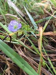 Veronica gracilis