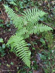 Dryopteris kawakamii