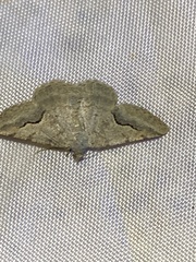 Frederickia s-signata