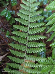 Dryopteris kawakamii
