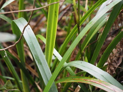 Dianella tasmanica