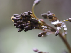 Dianella tasmanica