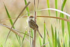 Cincloramphus timoriensis