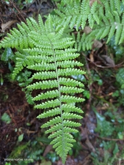 Dryopteris kawakamii