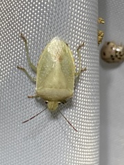 Thyanta custator accerra