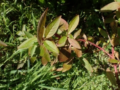 Phytolacca octandra