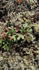 Sibbaldiopsis tridentata