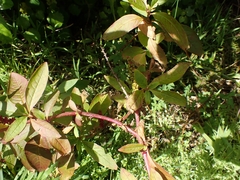 Phytolacca octandra