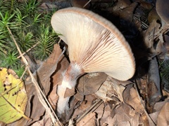 Lactarius subdulcis