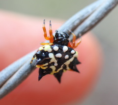 Austracantha minax