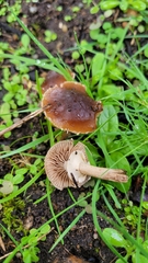 Cyclocybe