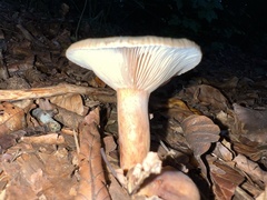 Lactarius subdulcis