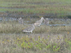 Numenius madagascariensis