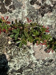 Sibbaldiopsis tridentata