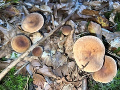 Lactarius subdulcis