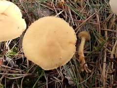 Cystoderma jasonis