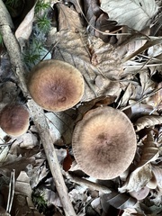 Lactarius subdulcis