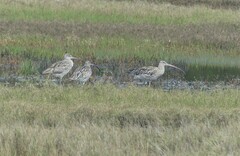 Numenius madagascariensis