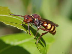 Nomada imbricata